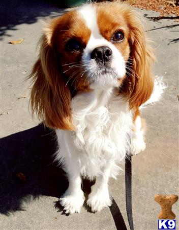 a cavalier king charles spaniel dog standing on a concrete surface