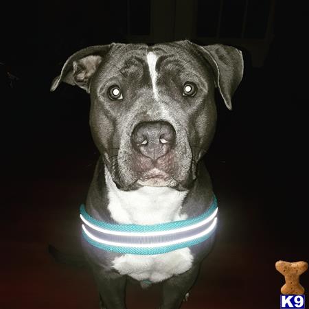 a american pit bull dog wearing a collar