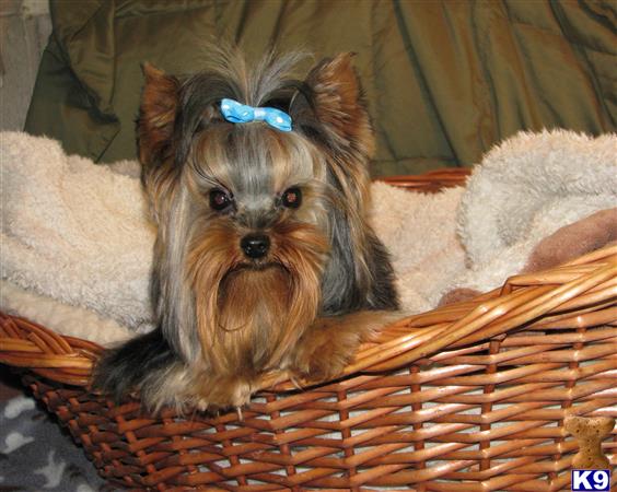 a yorkshire terrier dog sitting in a basket