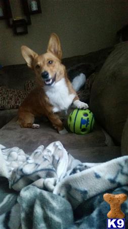 a pembroke welsh corgi dog sitting on a couch