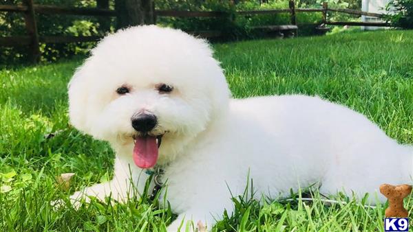 a bichon frise dog lying in the grass