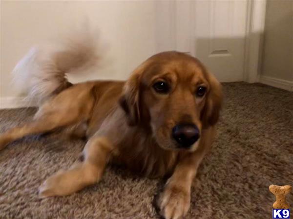 a golden retriever dog lying on the carpet