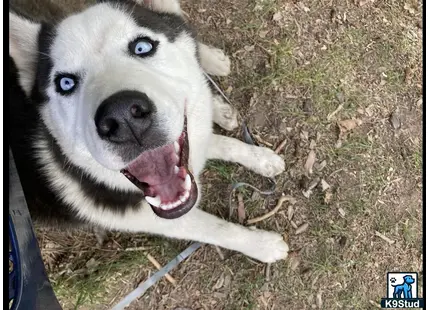 a siberian husky dog with its mouth open