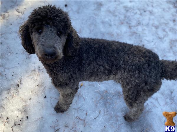 a black poodle dog in the snow