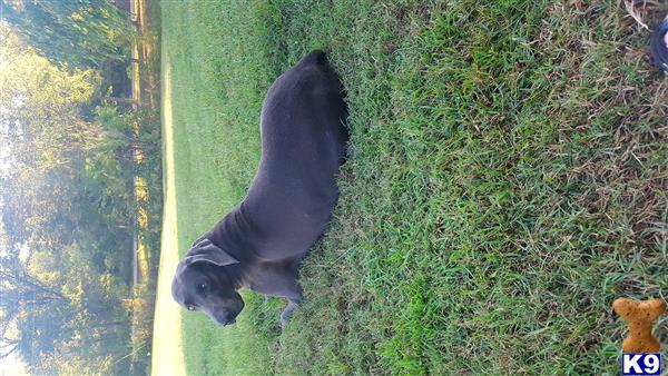 a black animal on grass