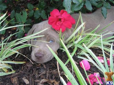 a small animal in a flower bed