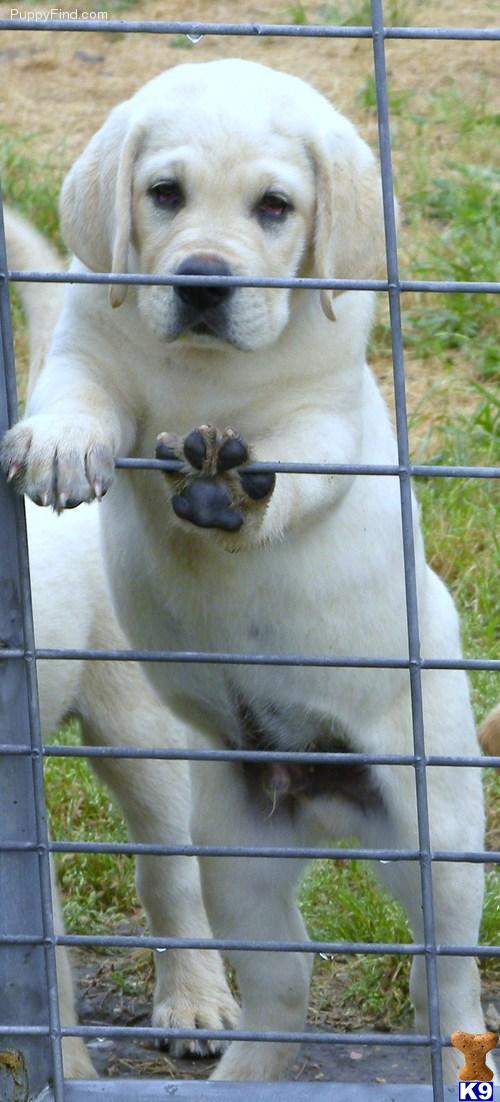 a white labrador retriever dog behind a fence