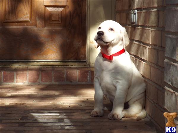a white labrador retriever dog sitting on a wooden floor