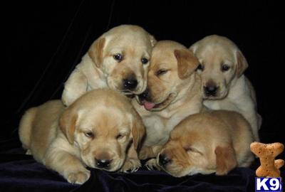 a group of labrador retriever puppies