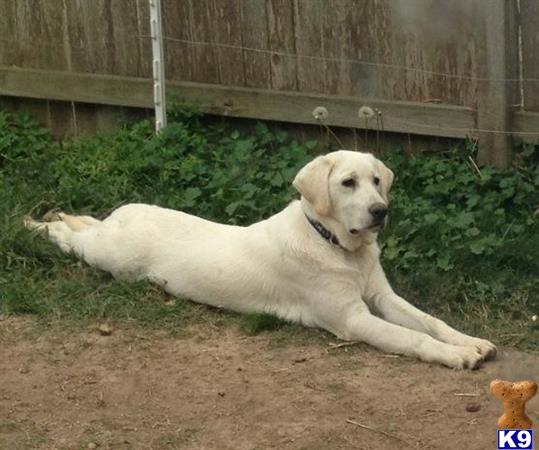 a labrador retriever dog lying on the ground