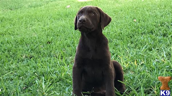 a black labrador retriever dog sitting in the grass