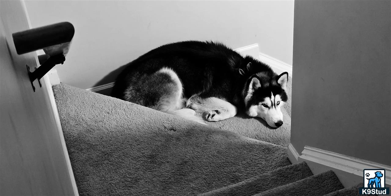 a siberian husky dog lying on a couch