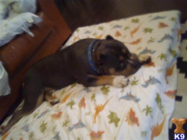 a american bully dog lying on a bed