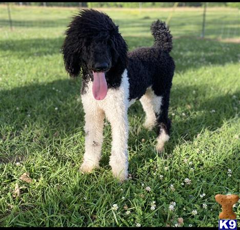 a poodle dog standing in grass