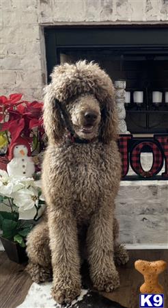 a poodle dog sitting on a chair