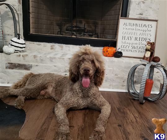 a poodle dog sitting on a chair