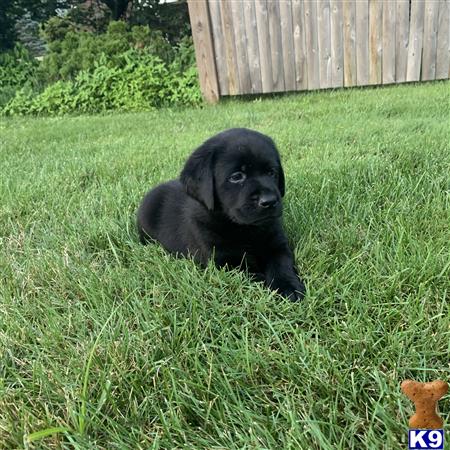 a black labrador retriever puppy in the grass