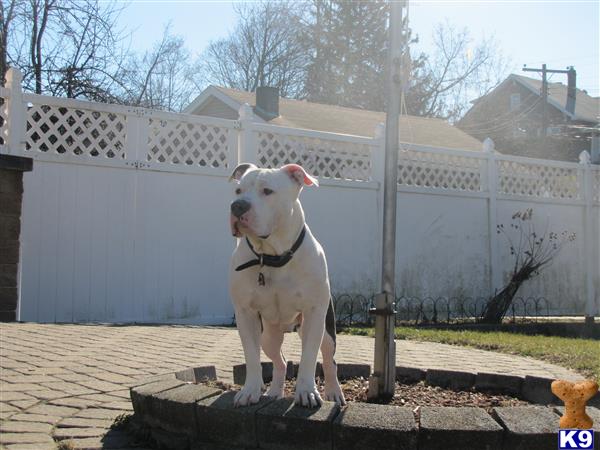 a american pit bull dog standing on a stone ledge