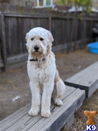 a goldendoodles dog sitting on a bench