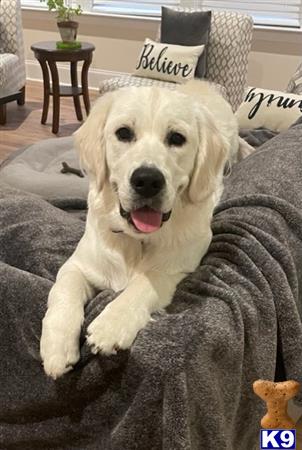 a golden retriever dog lying on a couch