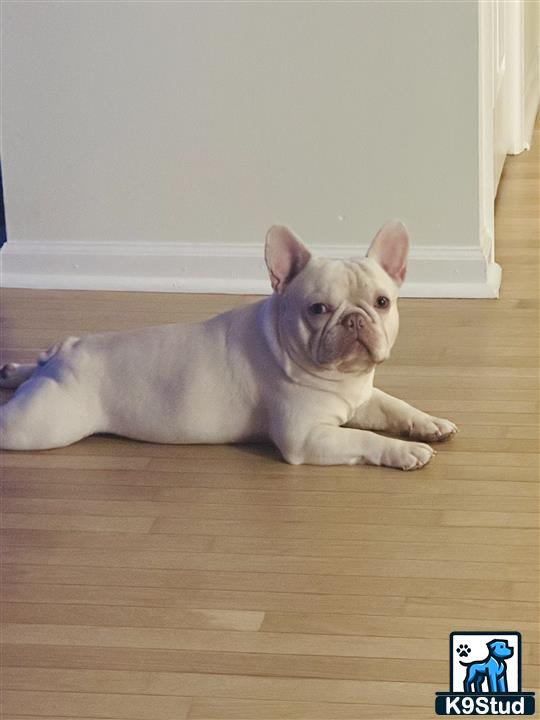 a french bulldog dog lying on the floor