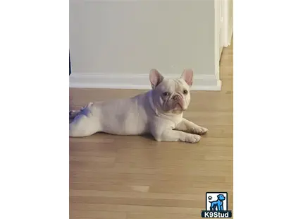 a french bulldog dog lying on the floor