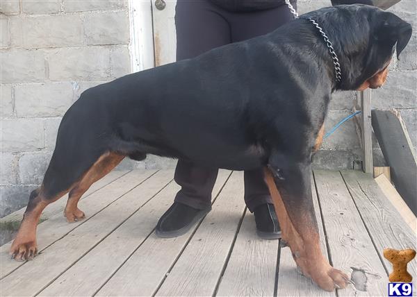 a rottweiler dog standing on a deck