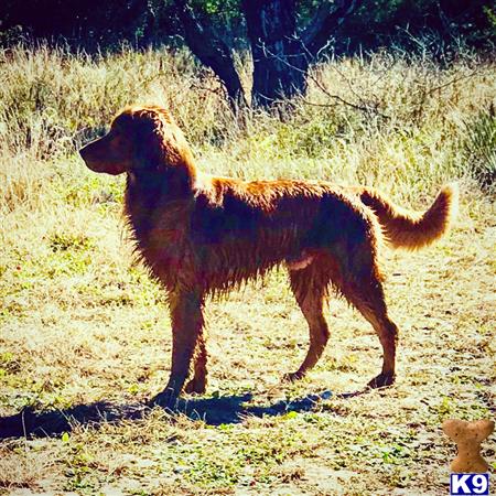 a golden retriever dog standing in a field