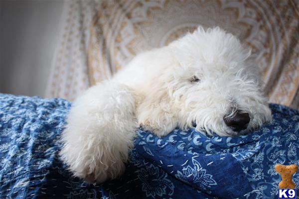 a poodle dog lying on a couch