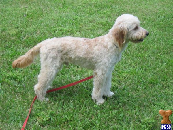 a white goldendoodles dog on a leash