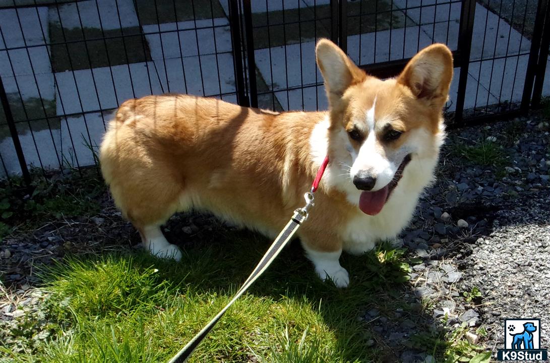 a pembroke welsh corgi dog on a leash