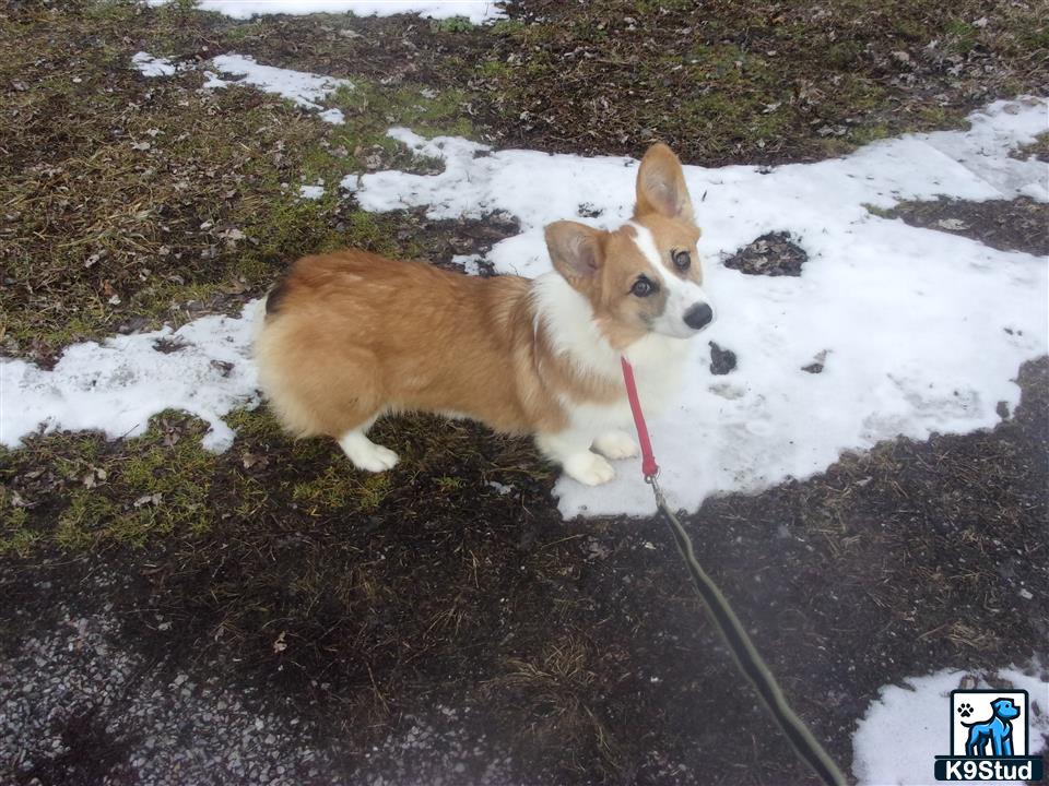 a pembroke welsh corgi dog on a leash in the snow