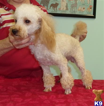 a poodle dog wearing a garment