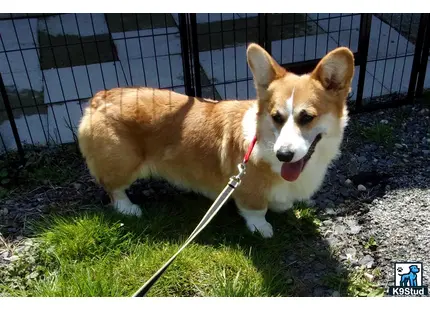 a pembroke welsh corgi dog on a leash