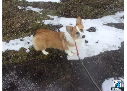 a pembroke welsh corgi dog on a leash in the snow