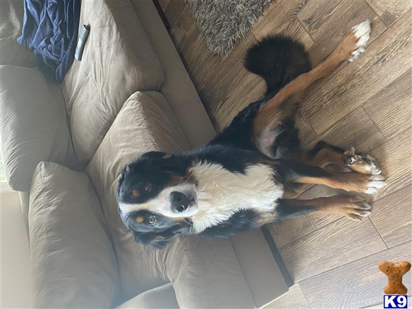 a bernese mountain dog dog lying on a couch