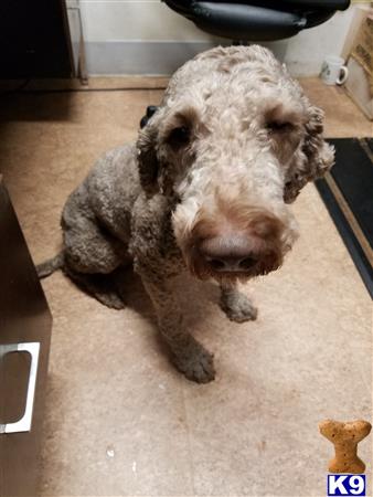 a poodle dog sitting on the floor