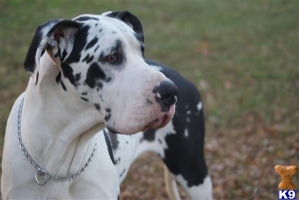 a great dane dog with a chain around its neck