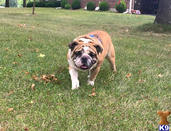 a english bulldog dog with a frisbee in its mouth