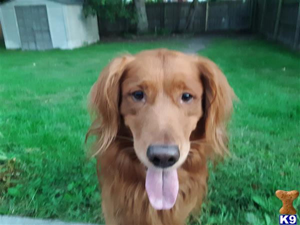 a golden retriever dog with its tongue out