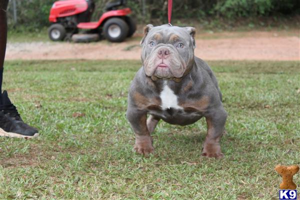 a american bully dog sitting in the grass