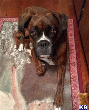 a boxer dog with a stick in its mouth