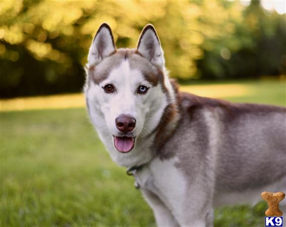 a siberian husky dog standing in a grassy area