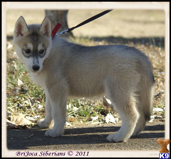 Image Result For Siberian Husky Colors Sable