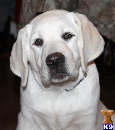 a white labrador retriever dog with a brown object in its mouth