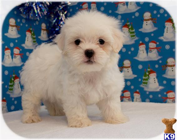 a white maltipoo puppy sitting on a white surface with a blue background