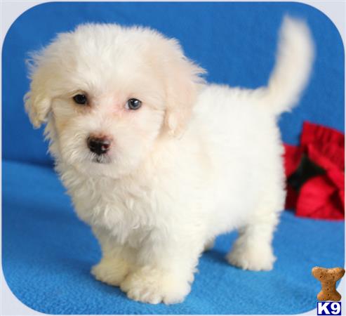 a white maltipoo puppy with a blue background