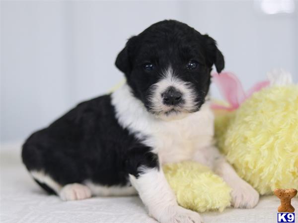 a black and white bernedoodle puppy