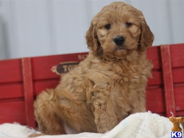 a goldendoodles dog sitting on a red chair