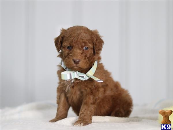 a small brown irish setter puppy